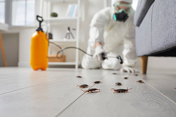 Post-Treatment Bed Bug Interceptor Monitoring in Seven Mile